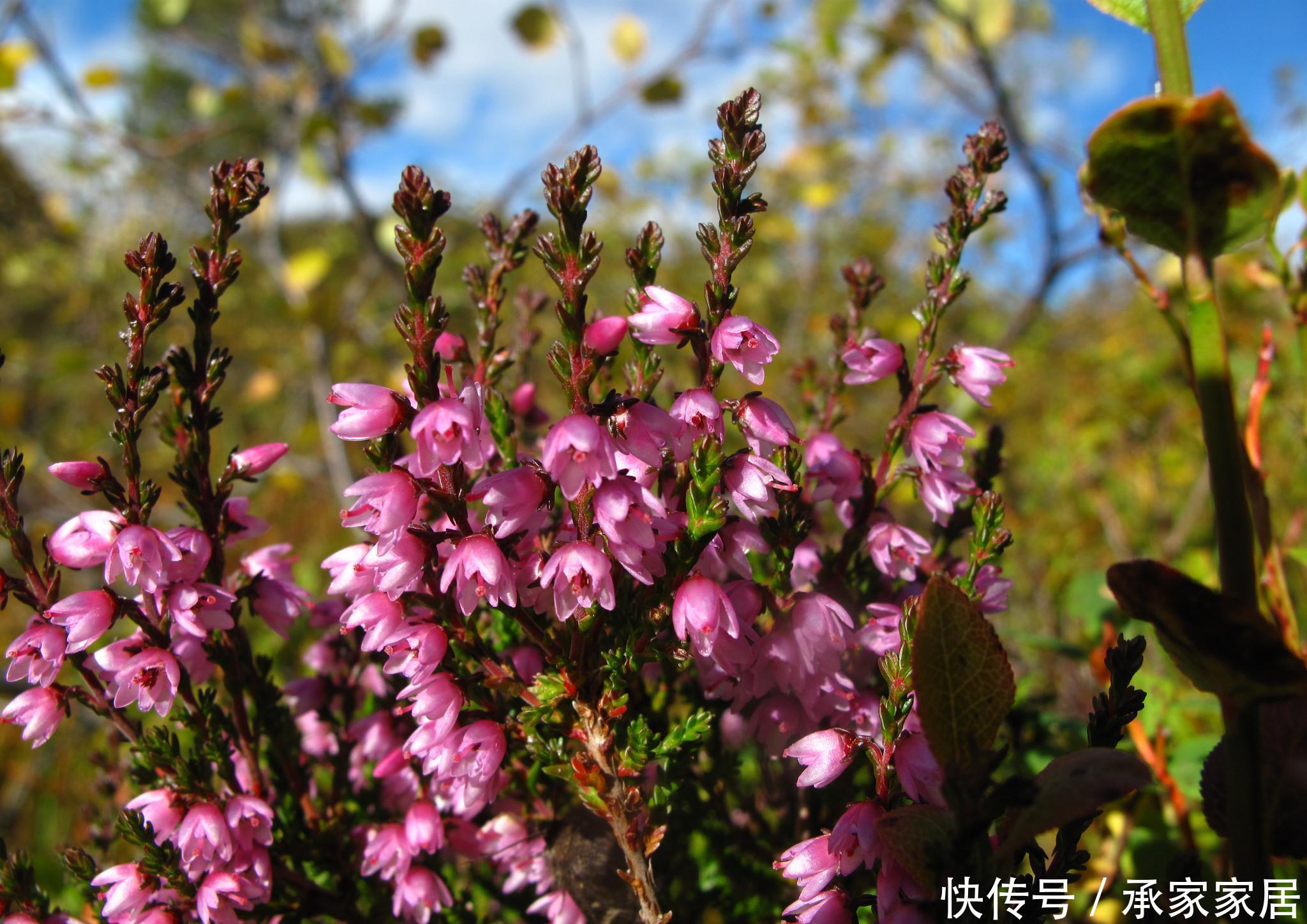  【种植】花卉种植技术：花期长达五个月，观赏花卉欧石楠的养殖方法！