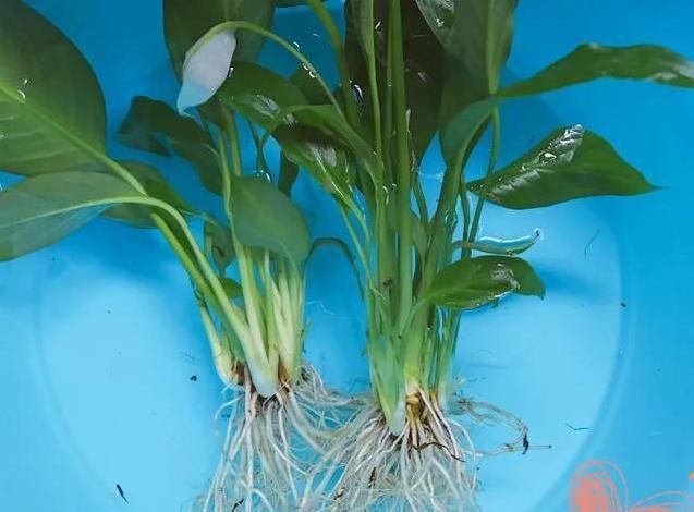  「栀子花」花盆里撒一把它,不管多难养的花,不烂根不黄叶,花开得更久