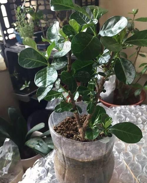  [下次]不起眼的塑料瓶，养花的神器，什么都能干，下次可不要丢了
