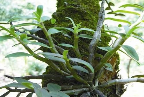  【难求】乡间趣事！山中这种野草，曾为上贡“仙草”，一草难求，如今折段枝条就能养