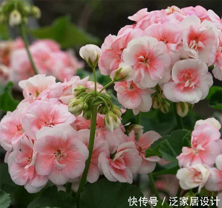  每种■110种天竺葵，每种都超美，看看你认识多少种？