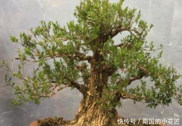  [三角梅]3种“盆栽树”，家里养上几盆，尤其最后一种，镇宅又去煞气！