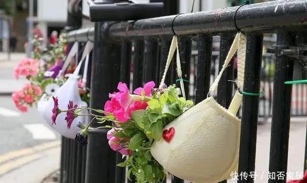 喜欢|喜欢太阳的“6种花”,现在养正合适,一开就是多半年