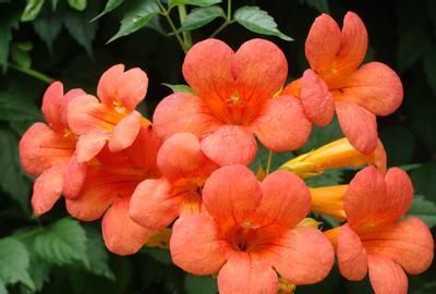  「能力」此花开花多，攀爬能力强，自己在家里种一棵，一年就能长成花墙