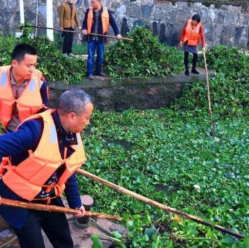 入侵中国的水葫芦，现都消失去哪了？老外不得不感叹中国人智慧！