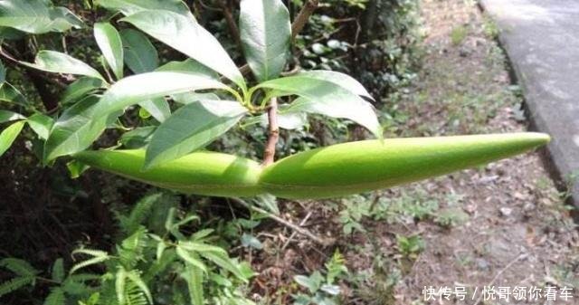  『有大』果实似羊角，外形独特，人称“断肠草”，遇到别去摘，全株有大毒！