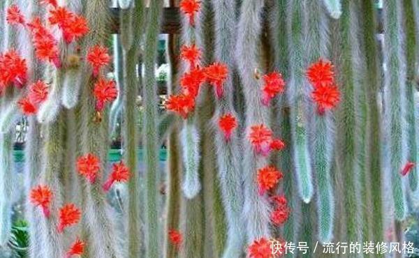 仙人掌科:有种猴尾巴仙人掌,才养了几年,没想到变成了一道风景线