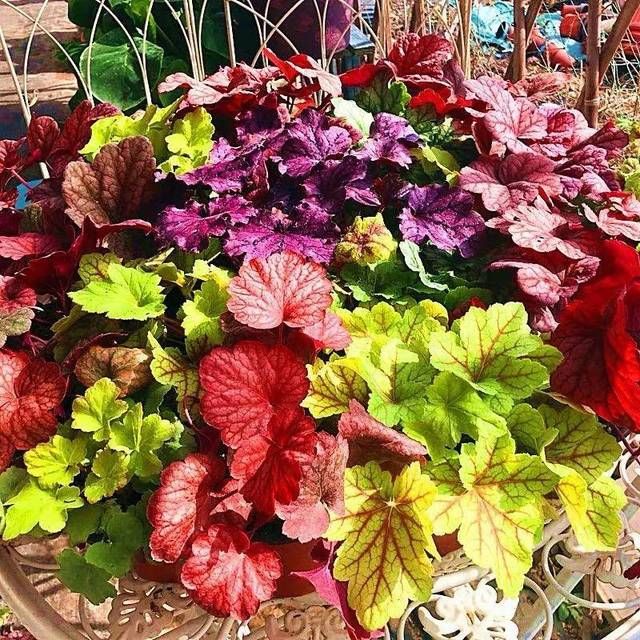  艳丽@养花，这5种花首选，花色艳丽花期长，2个月开满阳台