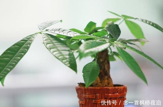 「到很好」家里一旦养了这几种植物,财神看了都会喜欢,暗喻越住越有钱