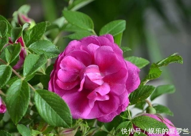  夏季|3种夏季观花植物，看花食用两不误，特别适合阳台养护