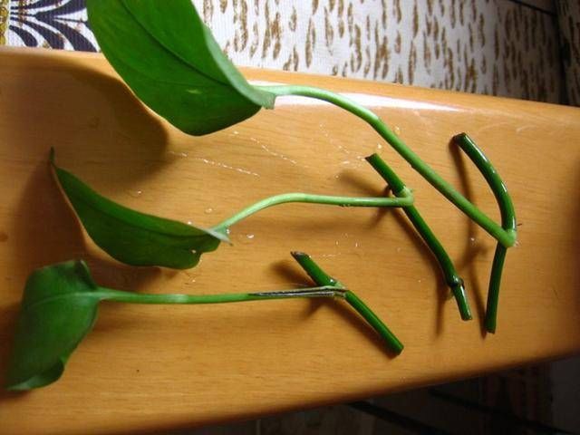  #以进行扦插#9种花，最适合“下雨天”扦插，顶端掐个“叶”，埋土里7天就发芽