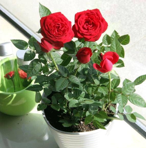  技巧@自己也能种玫瑰花！学会这些技巧，就能送给自己浪漫惊喜！