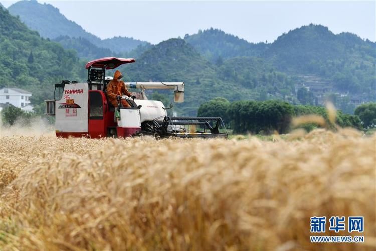 贵州■贵州思南:收获冬小麦