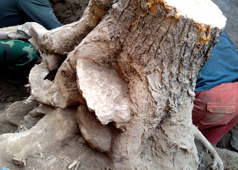  香椿树|城里人来收购香椿树皮1斤50，这树皮有啥用？要卖给他吗