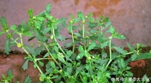  『养花久』1种野草，人称“鹅不食”，农民砍了当柴烧，殊不知，能治咳喘