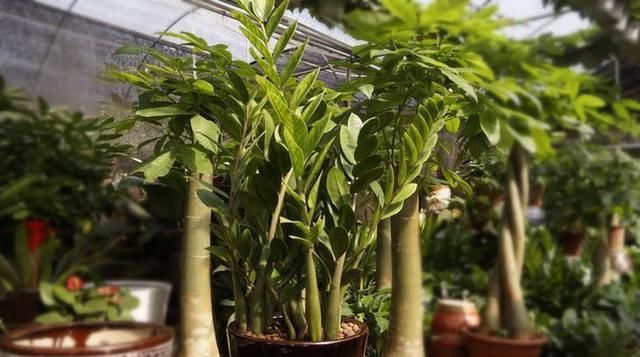  [自制]养好“招财树”，盆底放上“自制肥”，蹭蹭长得猛，叶片肥厚翠绿