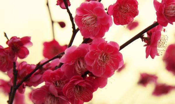 「寓意」每种花都有不同的寓意，你知道每个月代表的花吗，来了解美丽的它