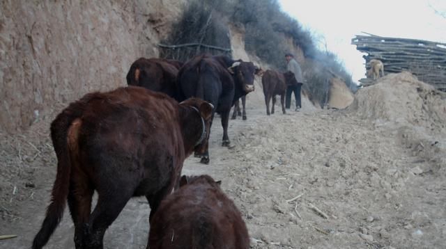  『老刘』甘肃6旬老人深山养牛，光挣钱，不会花钱，看钱都哪里去了