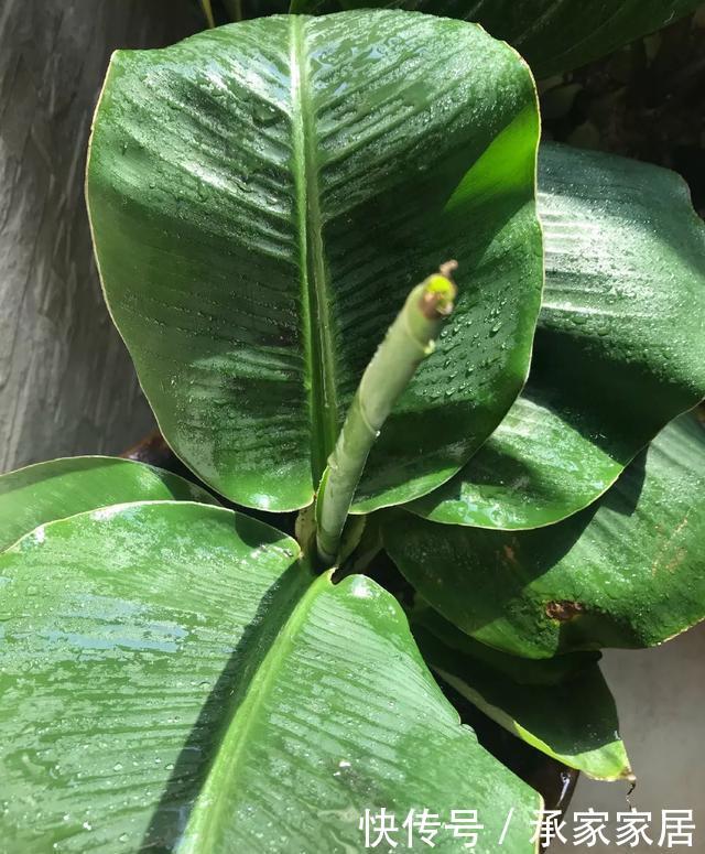 绿萝■能盆栽的迷你香蕉树,比绿萝还耐阴的花,叶子亮得像打蜡!
