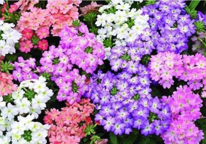  庭院：3种花开花美丽挺好养，家有庭院的一定要养，美轮美奂美成小花园