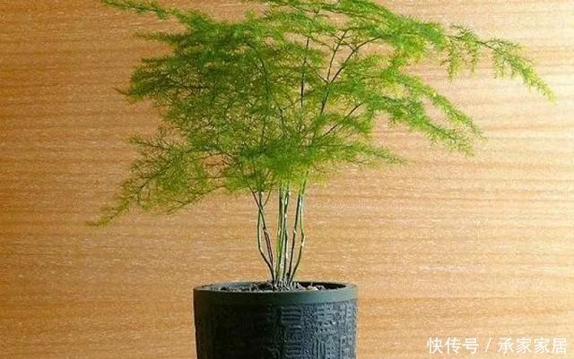 保活:养花小技巧:养花全靠1句话,100%保活!