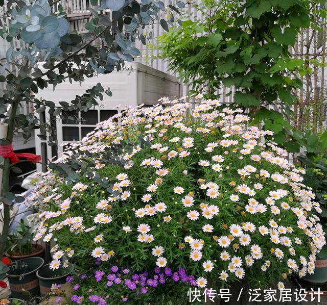  开满|玛格丽特怎么扦插？选对枝条，一根就能开满花盆