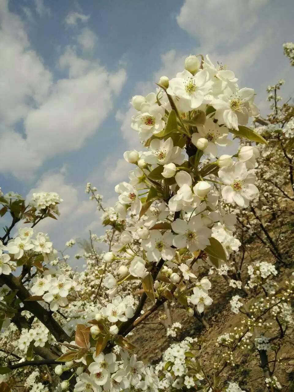 一花一世界,那些关于花朵的唯美句子