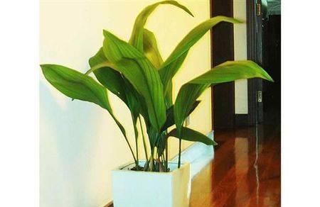 环境中■这几种植物,既好看又好养活,赶紧养起来吧!