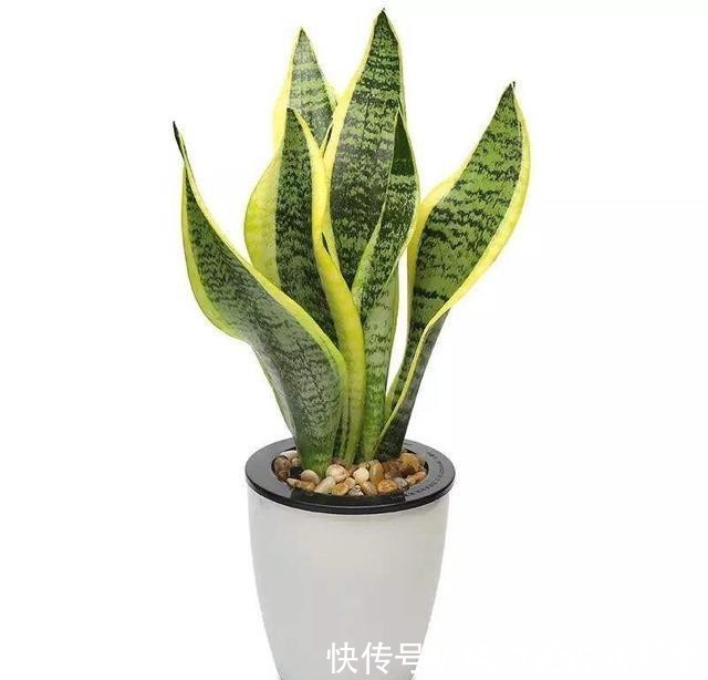  浇水|虎皮兰浇水过多怎么办，养护虎皮兰要注意什么？