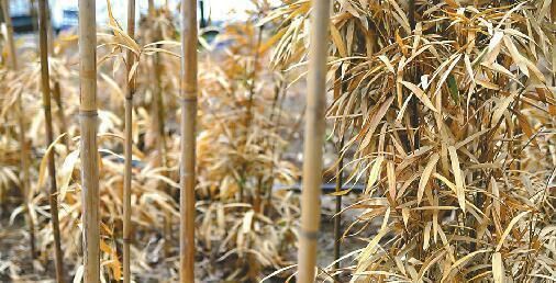  「竹子」老祖宗说“竹子开花，马上搬家”，竹子会开花？为何开