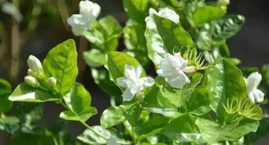  『花期』茉莉花什么时候开花，茉莉花一年可开三次花