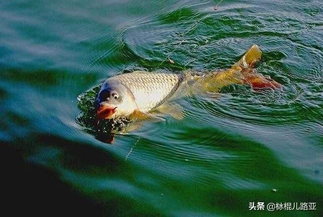 『全攻略』野钓鲤鱼全攻略,熟知这几点技巧,让作钓鲤鱼不再困难