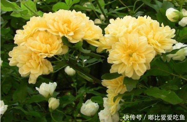  『花小』黄木香花花朵朵，花小无味装饰美