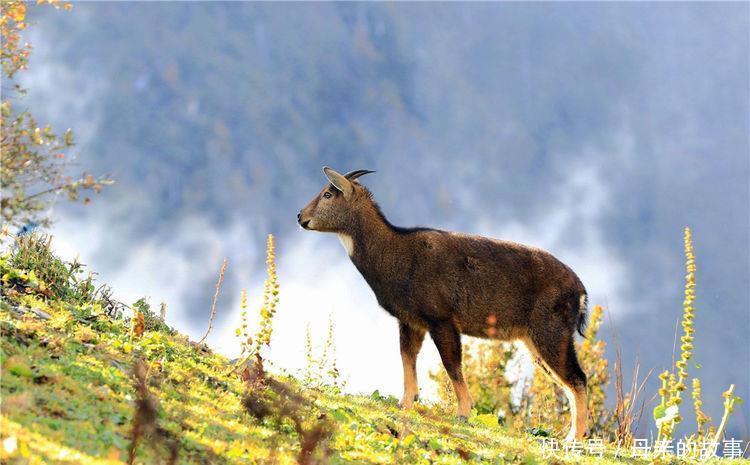 雅鲁藏布江现一精灵,远看像赤狐,戴白色围脖,借助峭壁逃避天敌