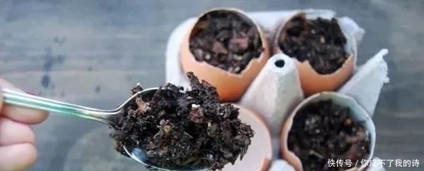  特别|可以给植物补充钙和钾元素的鸡蛋壳，使用方法特别简单