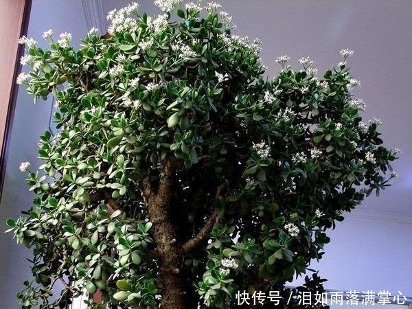  年满@他家的玉树年年满树“开花”，其实秘诀只有3个，学会了你也可以！