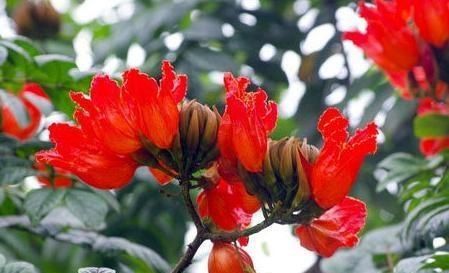  家里：冬天开花是红色的植物，过年看着就喜庆，妈妈们还不知道吗？