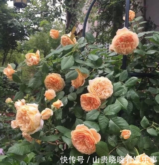 「平方」有了30平方的小院,能将日子过成了诗?简单而精致,优雅而从容!