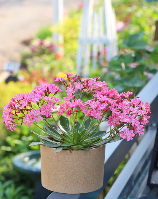 『低矮』欧美很流行的盆栽花,植株低矮花期长,花叶俱美,还很好养!