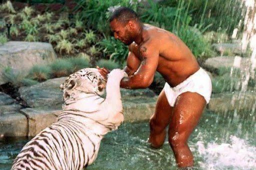 『马斯』宅男泰森自得其乐!交新朋友,子女无一人接班,只能在他面前练拳