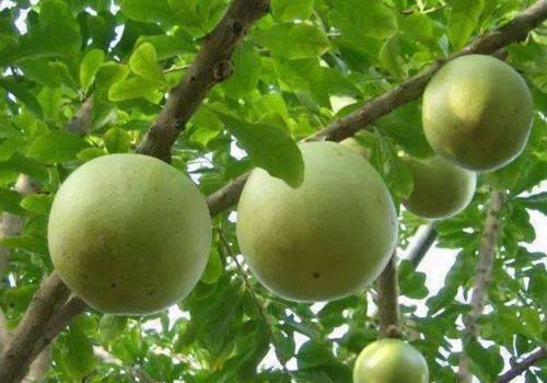 公公种植的西瓜长树上，几米之内无人敢靠近，得知缘由无法淡定