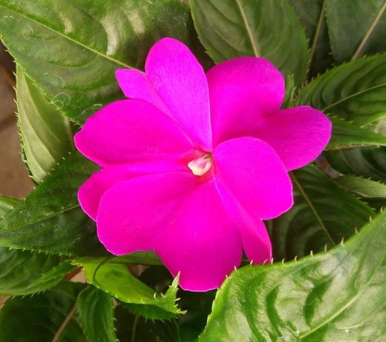  『非洲』非洲凤仙花，花开满盘的养护方法！简单易懂的问答模式