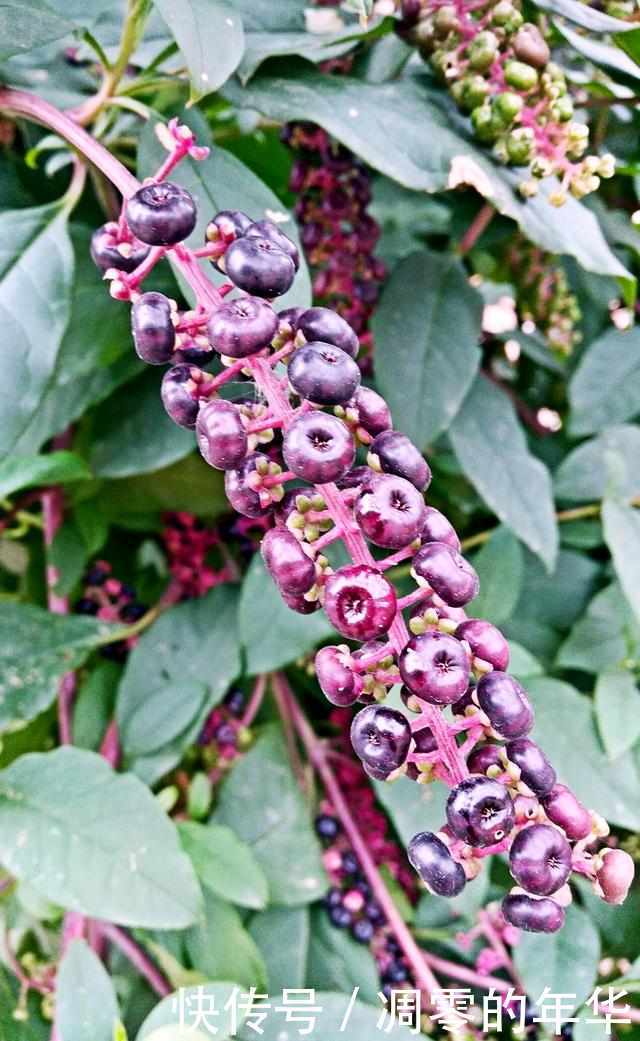 人参长什么样 人参批发 人参产地 行情价格 零售批发 直销微商货源种植