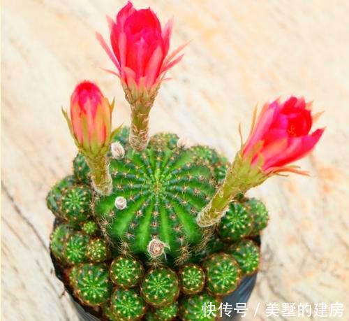 嫁接@仙人球用来扦插,简单三步很简单,开花变多更具观赏性