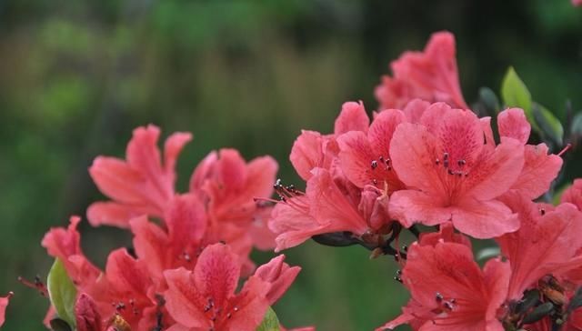 「恢复」杜鹃花的叶片发黄?做好这几点,让其重新恢复生机!