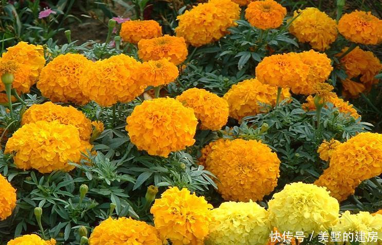  「漂亮」喜欢在家中养护漂亮的花花，就选择3种花卉，花型漂亮，高雅美丽