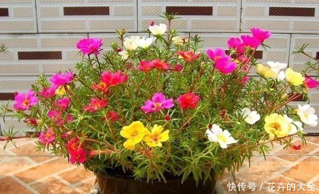 扦插■张阿姨养花从不花钱,都是用“枝条”扦插,尤其是这三种花更好活