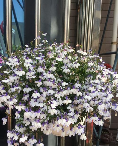  『值得』养花就养此款花，植株冠形丰满紧凑，养殖容易，值得拥有