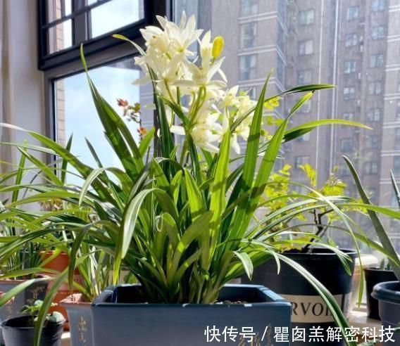 [长芽]兰花只长芽不开花，从“2方面”下手，花芽冒不停，年年都开花