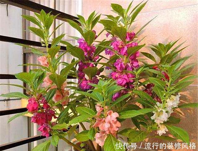  多浇水|家庭盆栽凤仙花，做好“3个多”，花开爆盆香气浓，邻居都羡慕